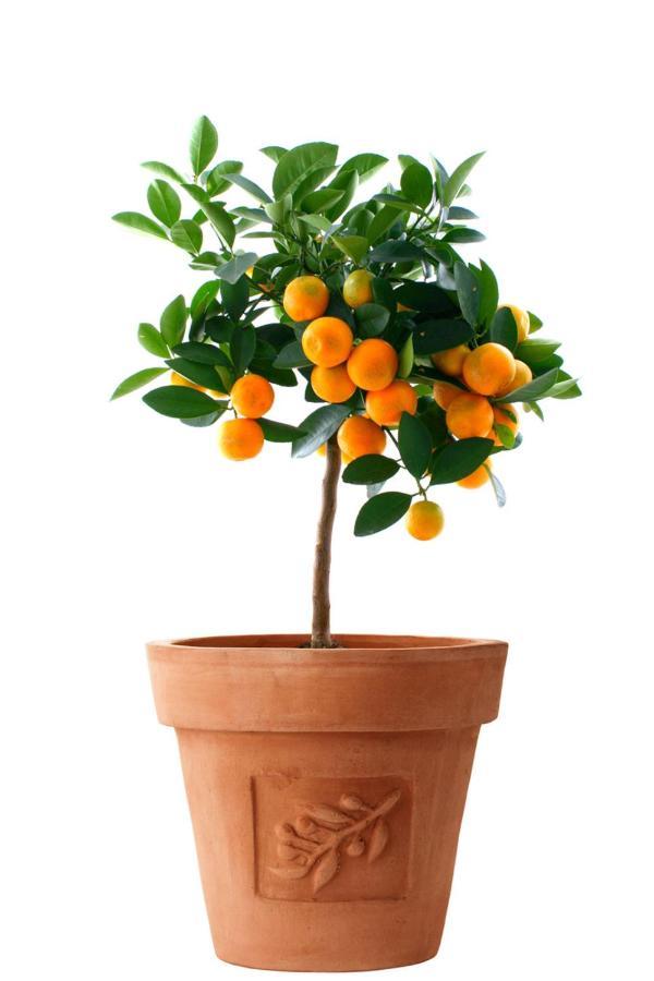 Orange Tree Garden Daire Trogir Dış mekan fotoğraf